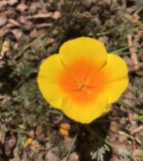 Photo image of Seaside Poppy with flowers of yellow and orangeand orange f